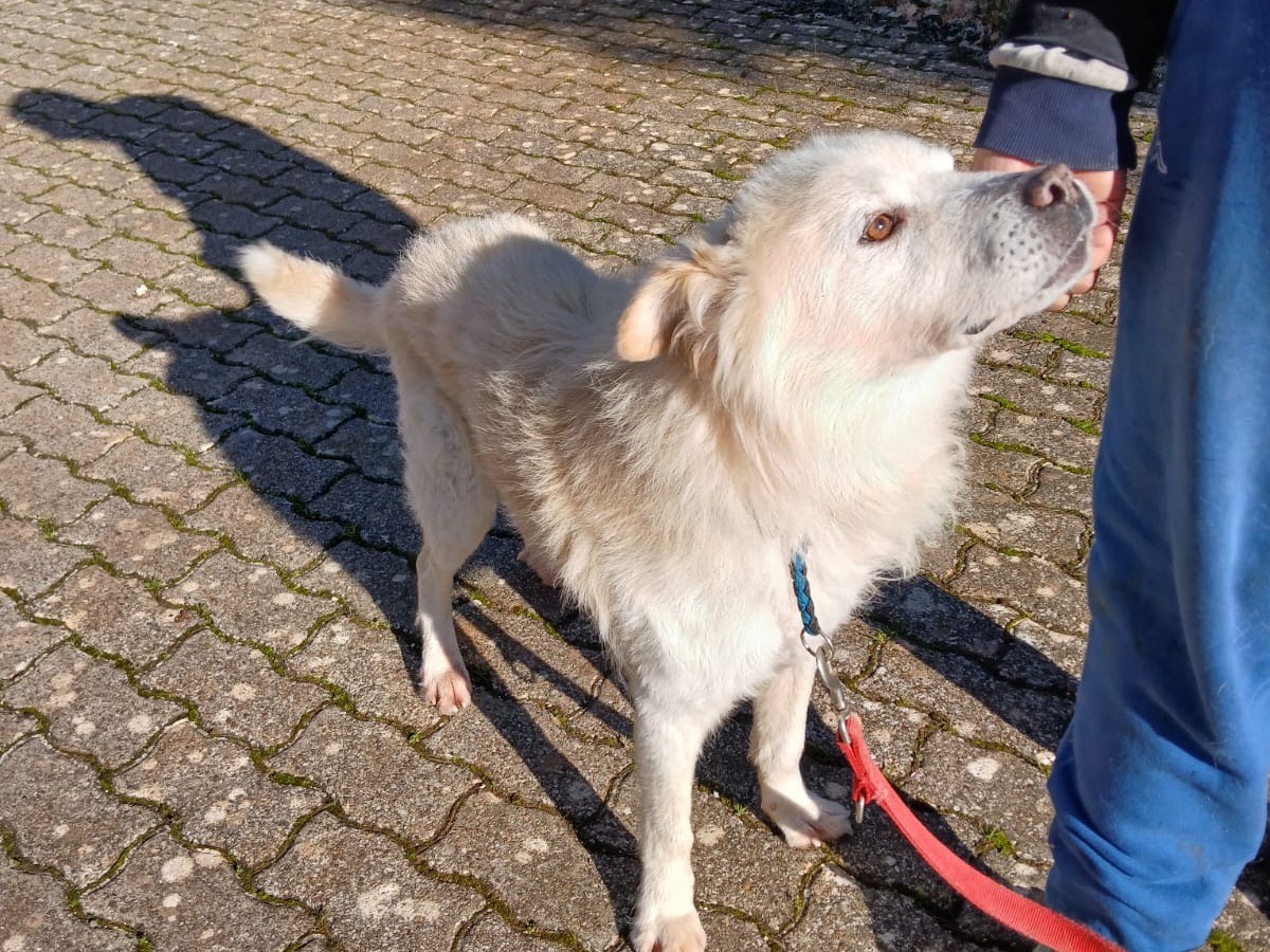 Adotta un cane, taglia media, maschio, Bari
