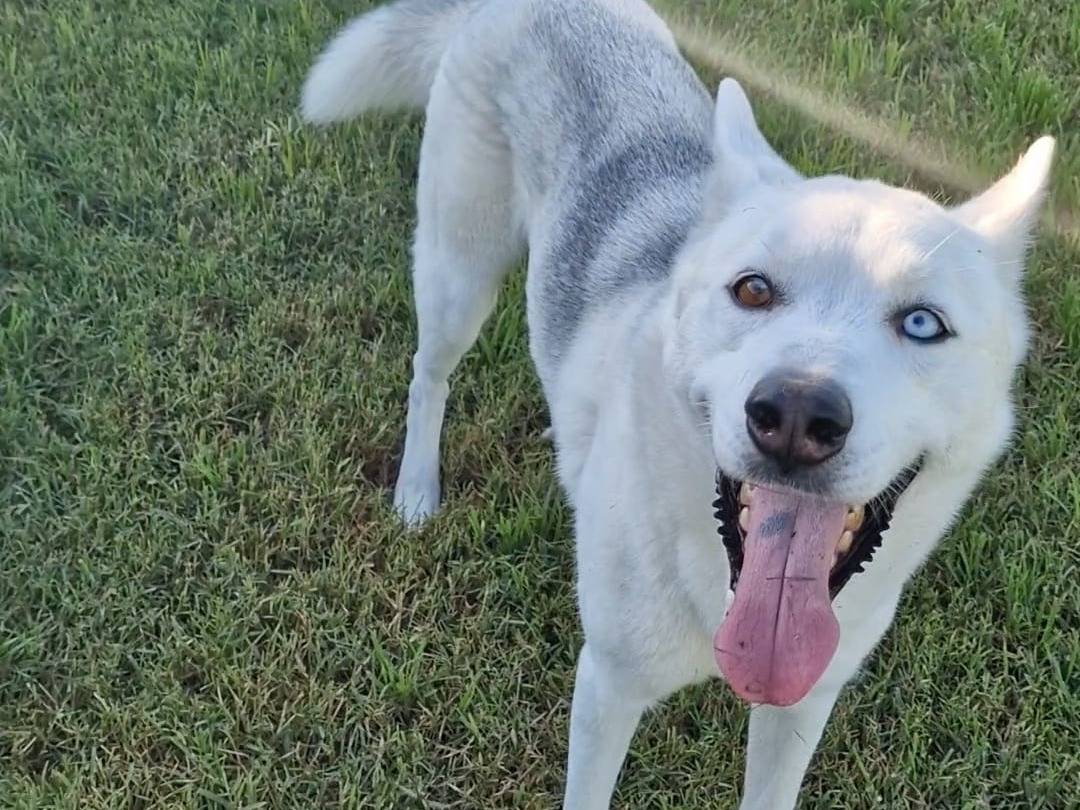 Adozione cane, maschio, Siberian Husky Razza sconosciuta, 2 anni  e 1 mese, taglia media, Napoli