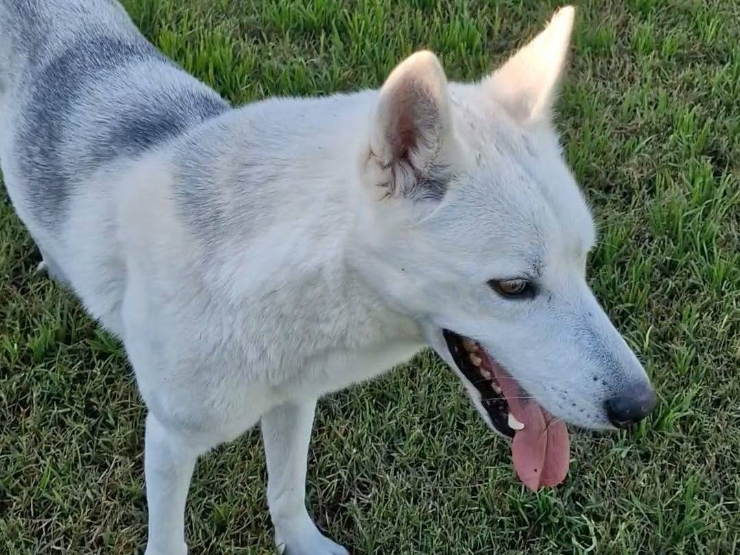 Adotta un cane, maschio, 2 anni  e 1 mese, Napoli