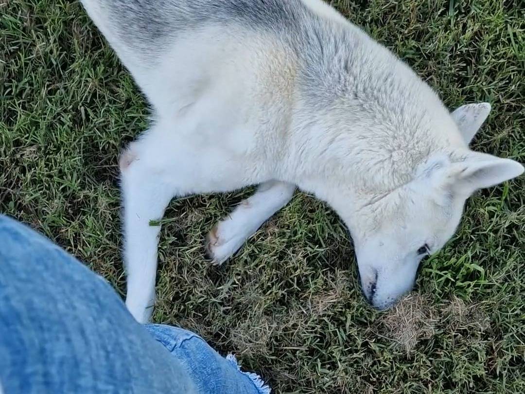 Adotta un cane, taglia media, maschio, Napoli