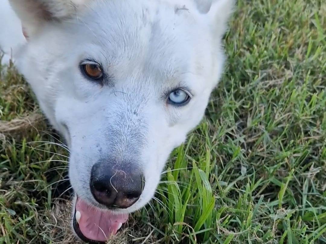 Vuoi adottare un cane a Napoli?