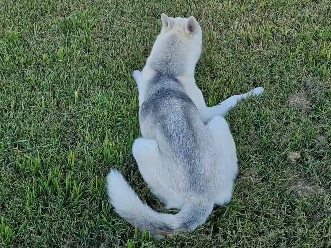 Adotta il cane Olaf a Napoli