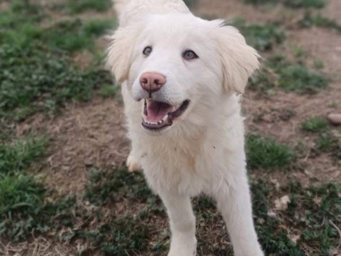 Adotta un cane, maschio, 10 mesi, Rieti