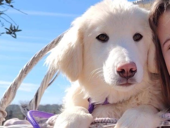Adotta un cane, taglia media contenuta, maschio, Rieti