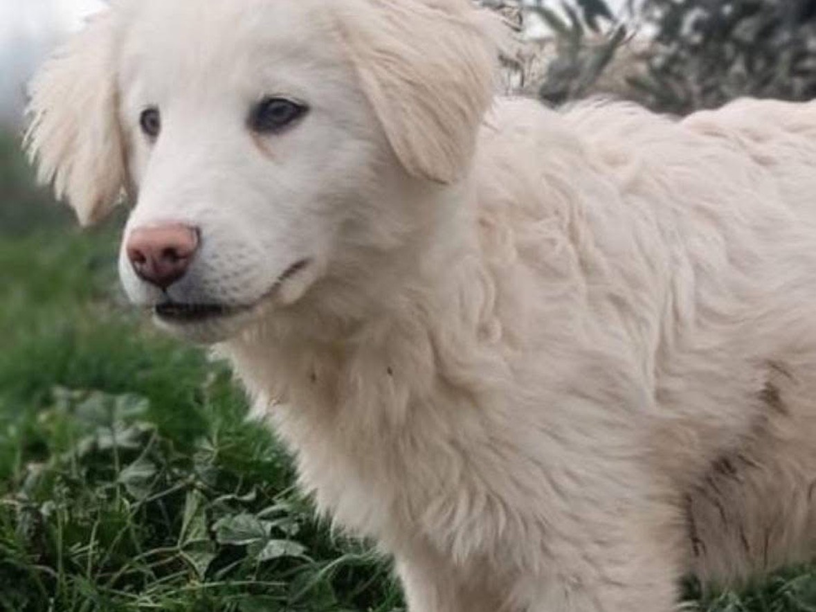 Adotta il cane Budino a Rieti