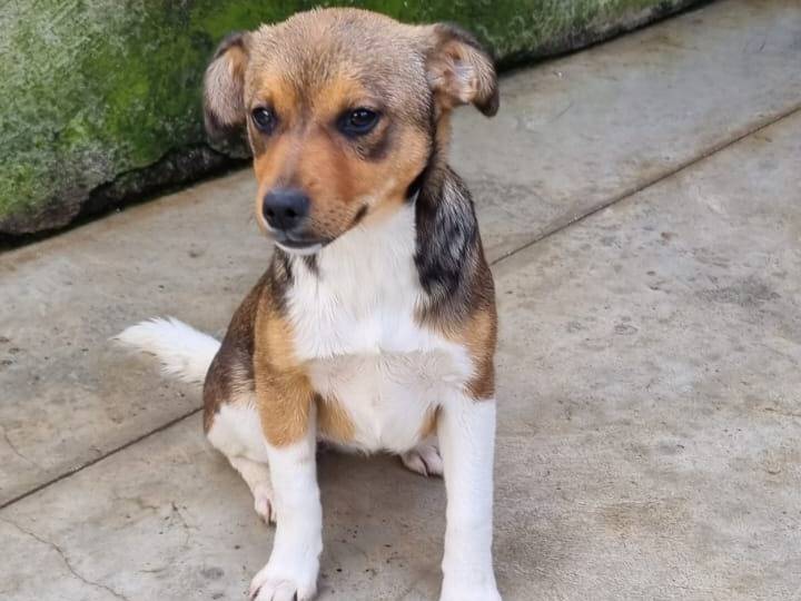 Adozione cane, femmina, Jack Russell Terrier Razza sconosciuta, 2 mesi, taglia media contenuta, Caserta