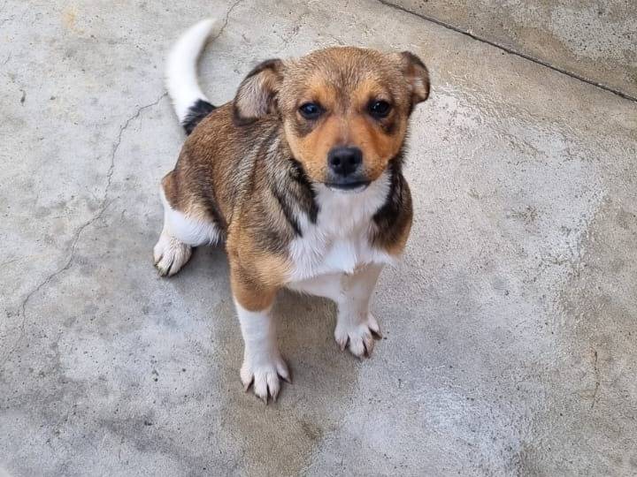 Adotta un cane, femmina, 2 mesi, Caserta