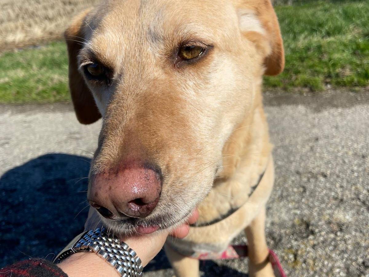 Adotta un cane, femmina, 8 anni  e 3 mesi , Pavia