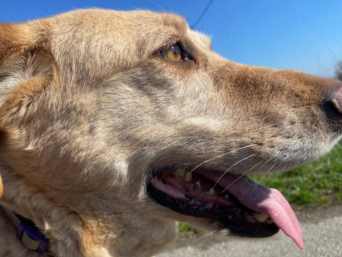 Adotta un cane, taglia media, femmina, Pavia