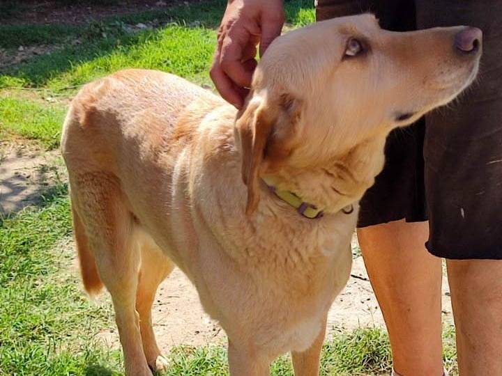 Adotta il cane Tea a Pavia