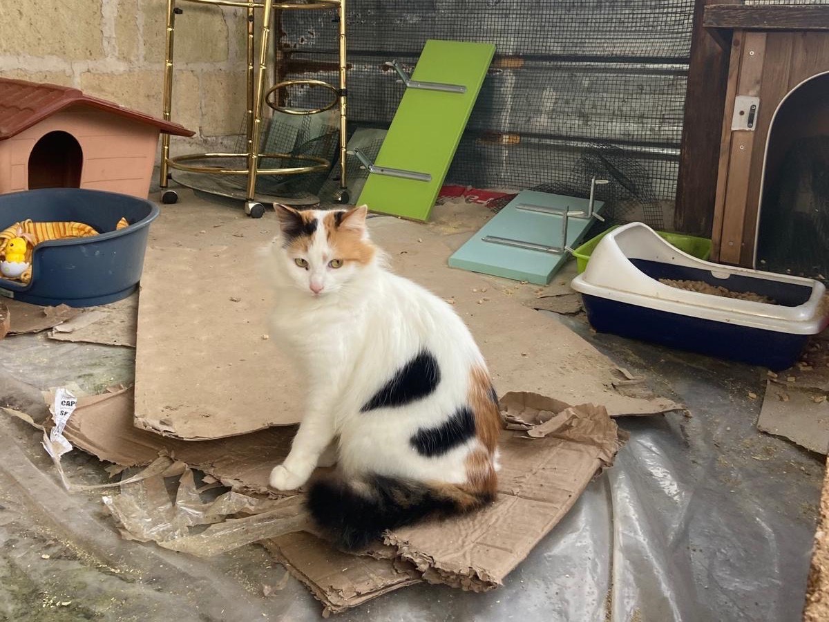 Adotta un gatto, femmina, 1 anno e 10 mesi , Caserta