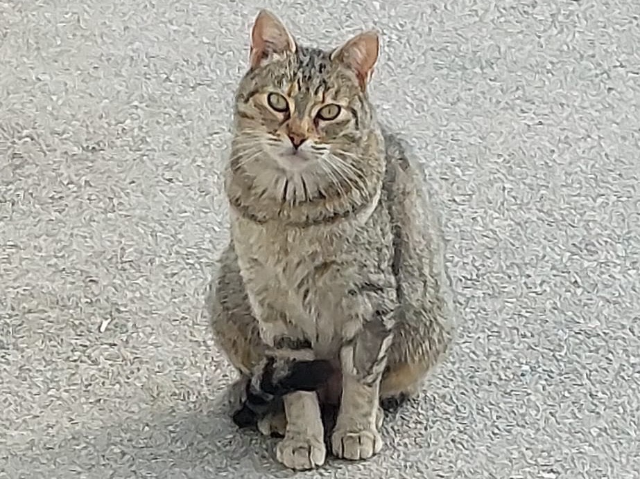 Foto dell'animale