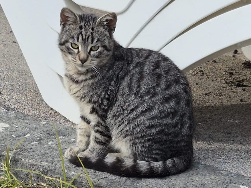 Foto dell'animale