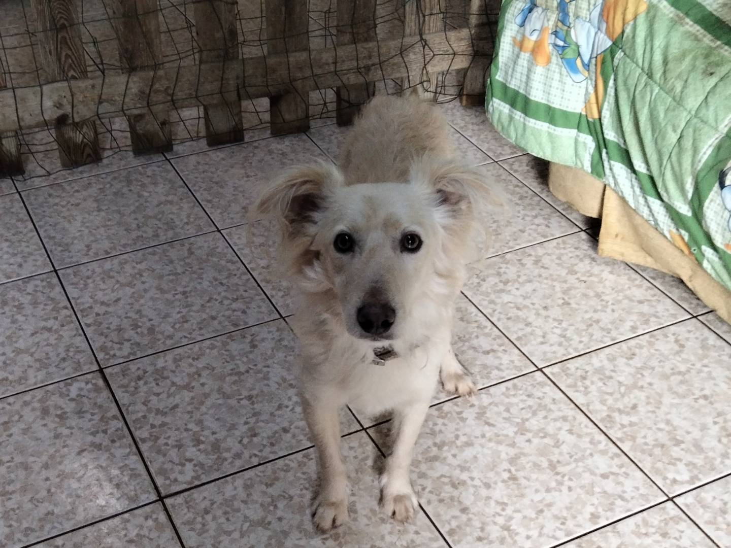 Adotta il cane TANGO a Siracusa