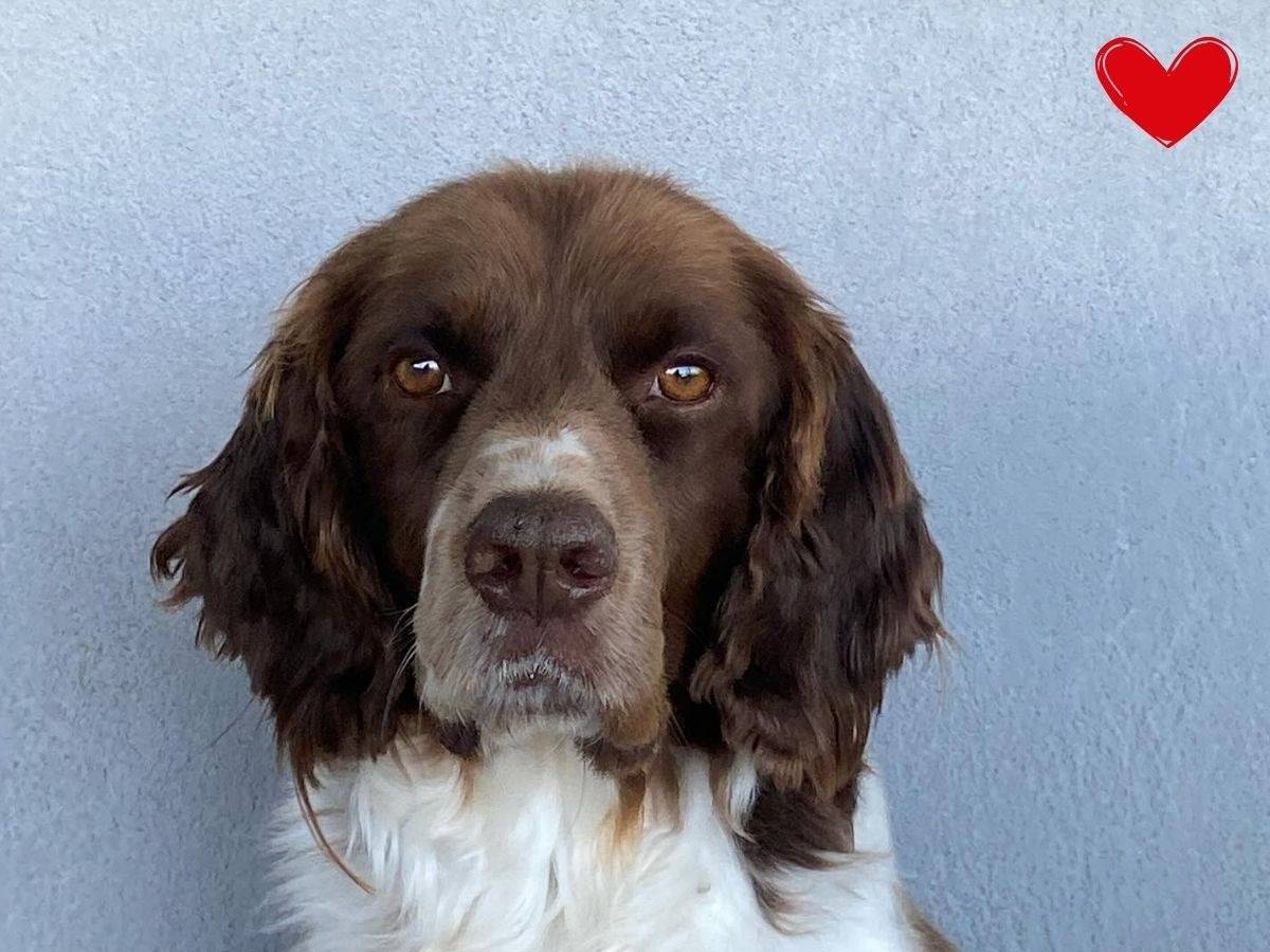 Adozione cane, maschio, Spaniel Razza sconosciuta, 6 anni e 4 mesi, taglia media, Latina