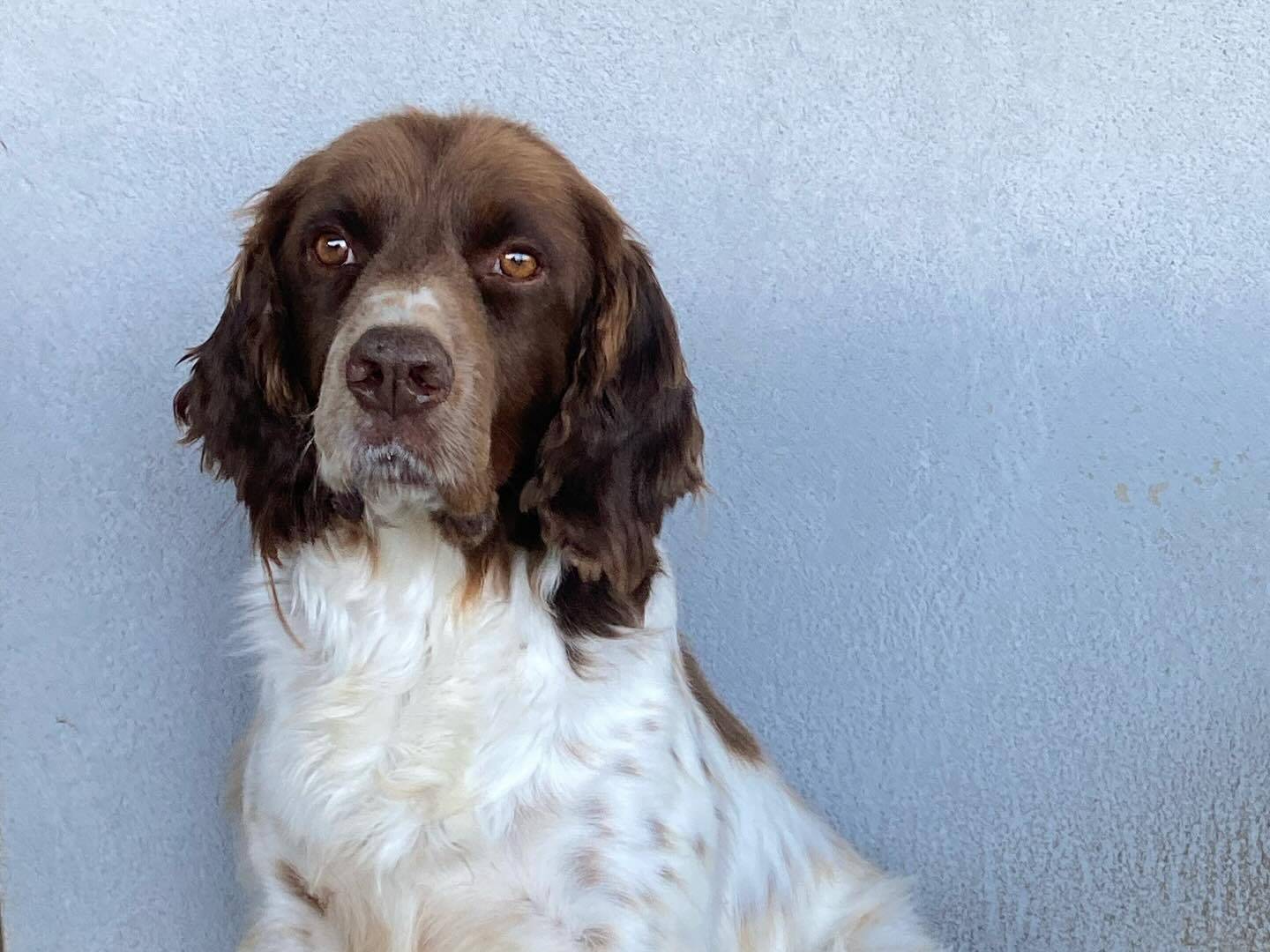 Adotta un cane, maschio, 6 anni e 4 mesi, Latina