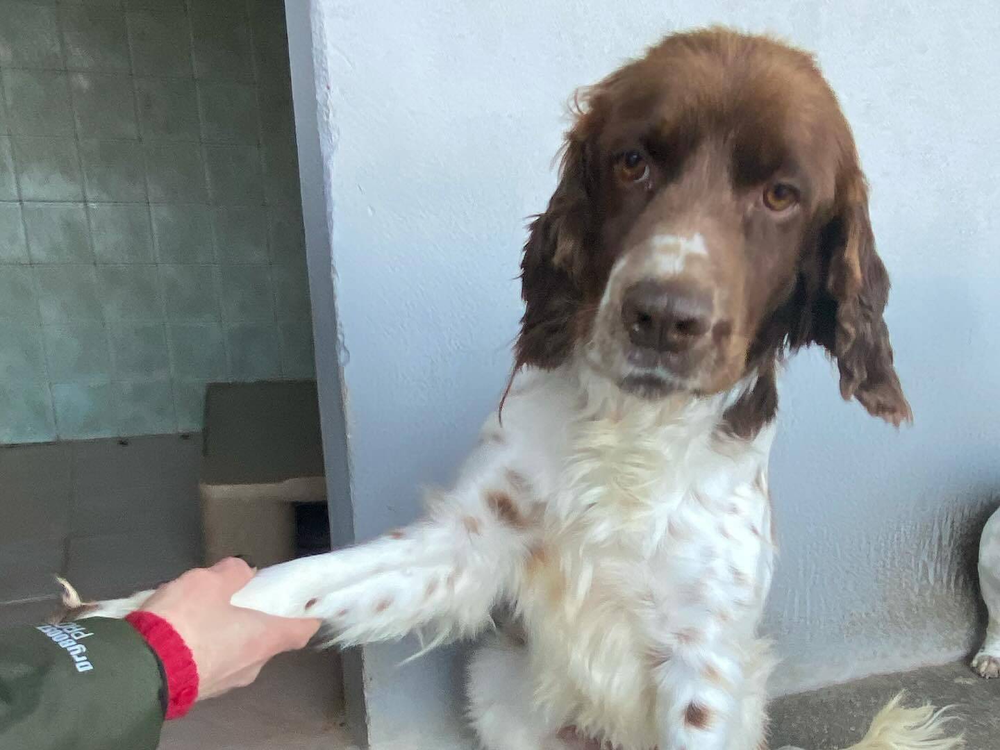 Adotta un cane, taglia media, maschio, Latina
