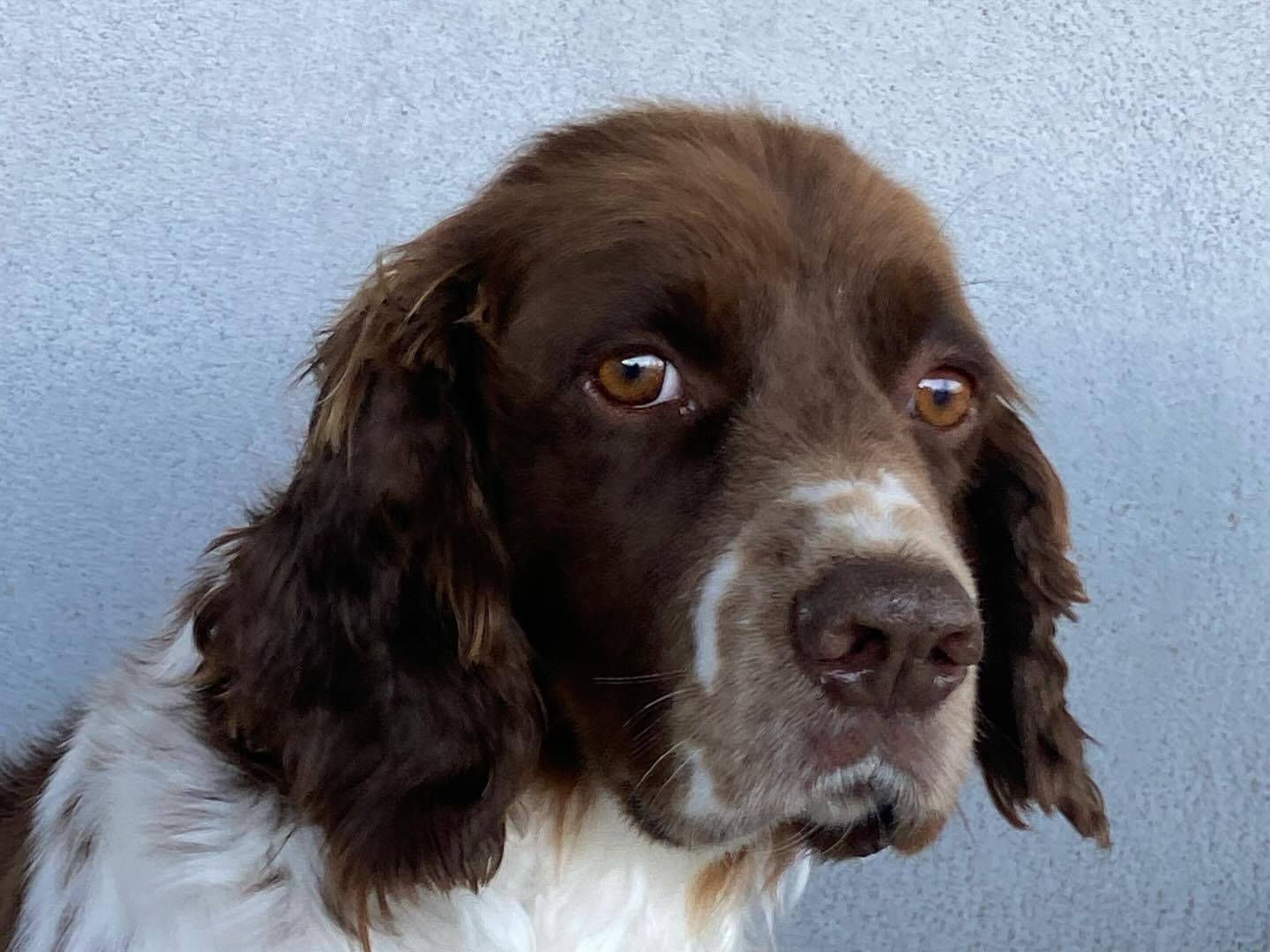 Vuoi adottare un cane a Latina?
