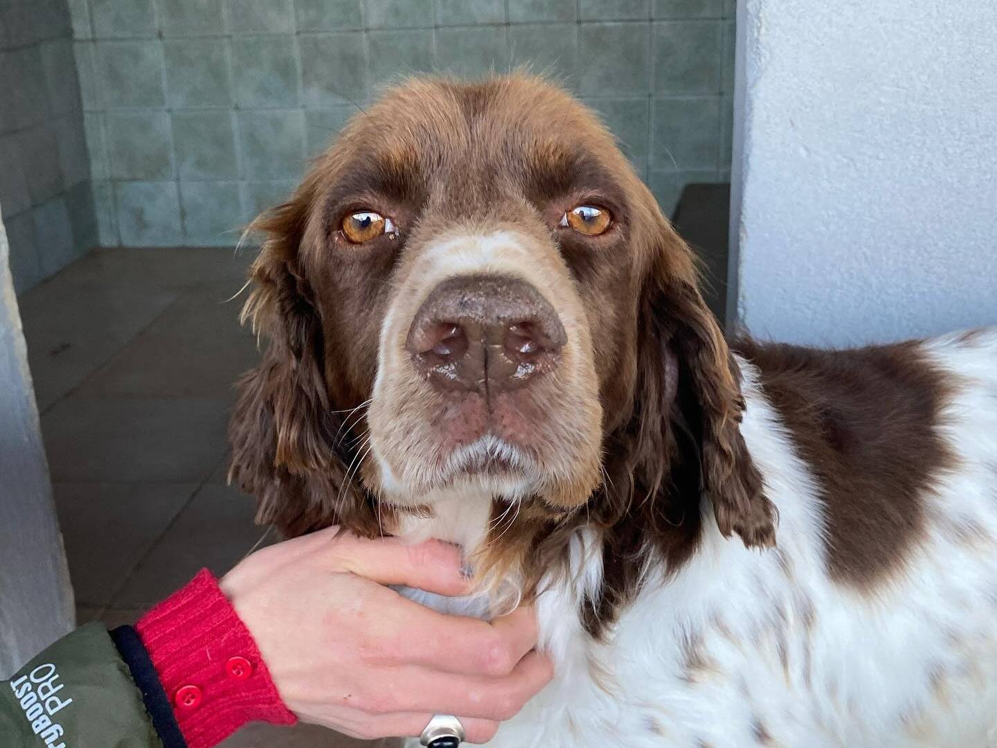 Adotta il cane Rocky a Latina
