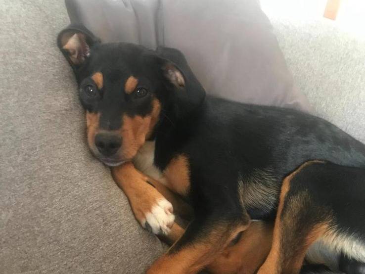 Adozione cane, maschio, Razza sconosciuta Razza sconosciuta, 4 anni  e 3 mesi , taglia piccola, Roma