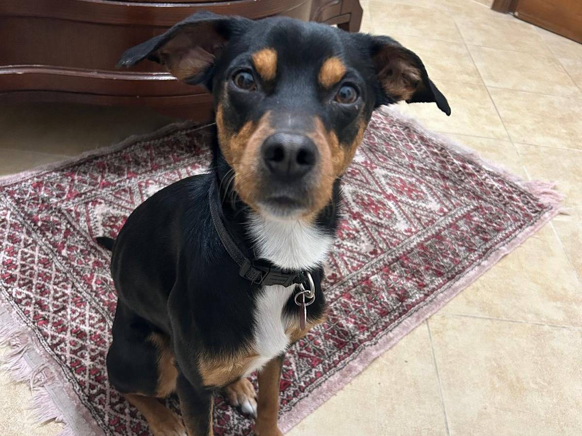 Adotta un cane, maschio, 4 anni  e 3 mesi , Roma