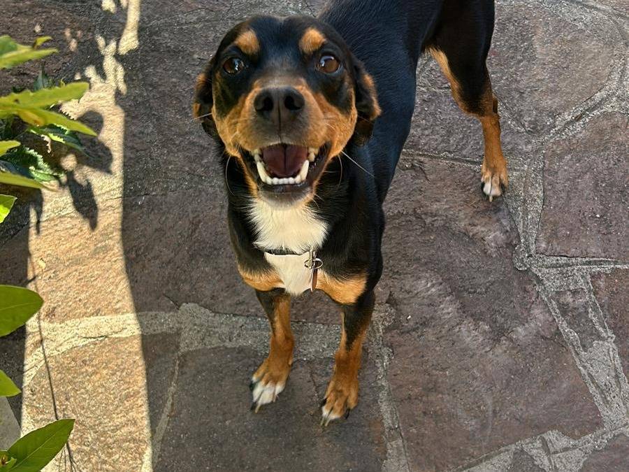 Adotta un cane, taglia piccola, maschio, Roma