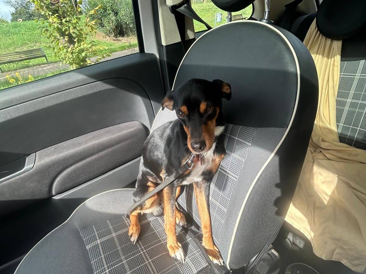 Adotta il cane George a Roma