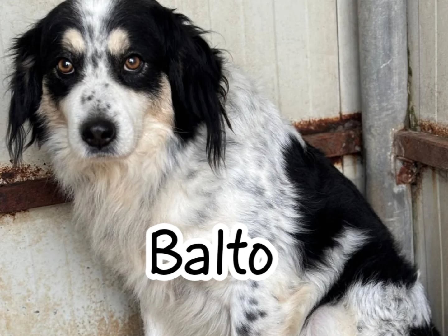Vuoi adottare un cane a Latina?