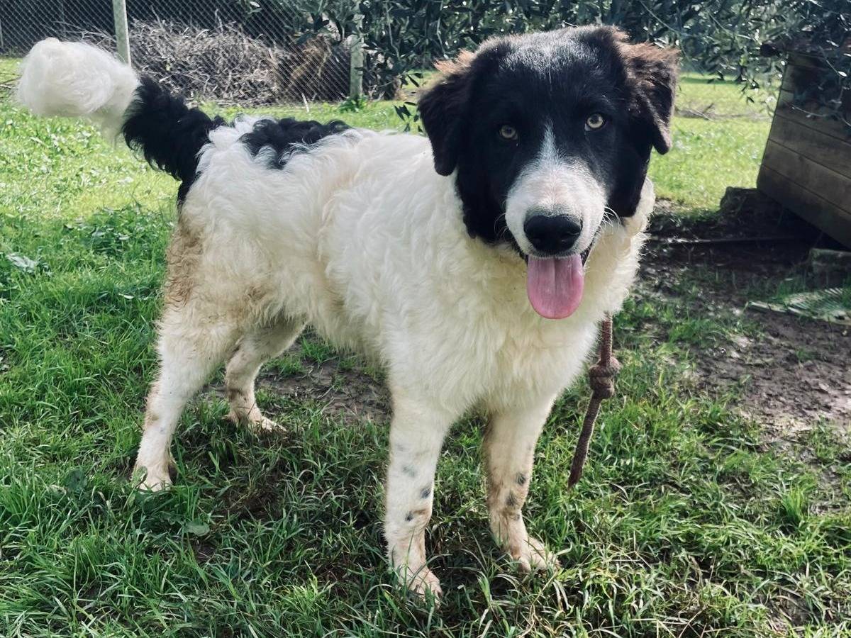 Adotta un cane, maschio, 9 mesi, Viterbo