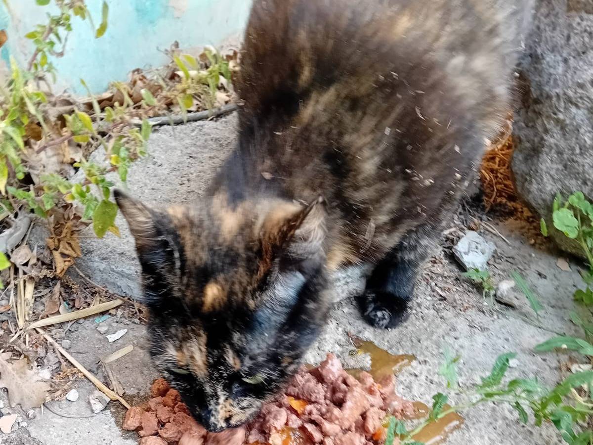 Adotta un gatto, femmina, 8 mesi, Viterbo