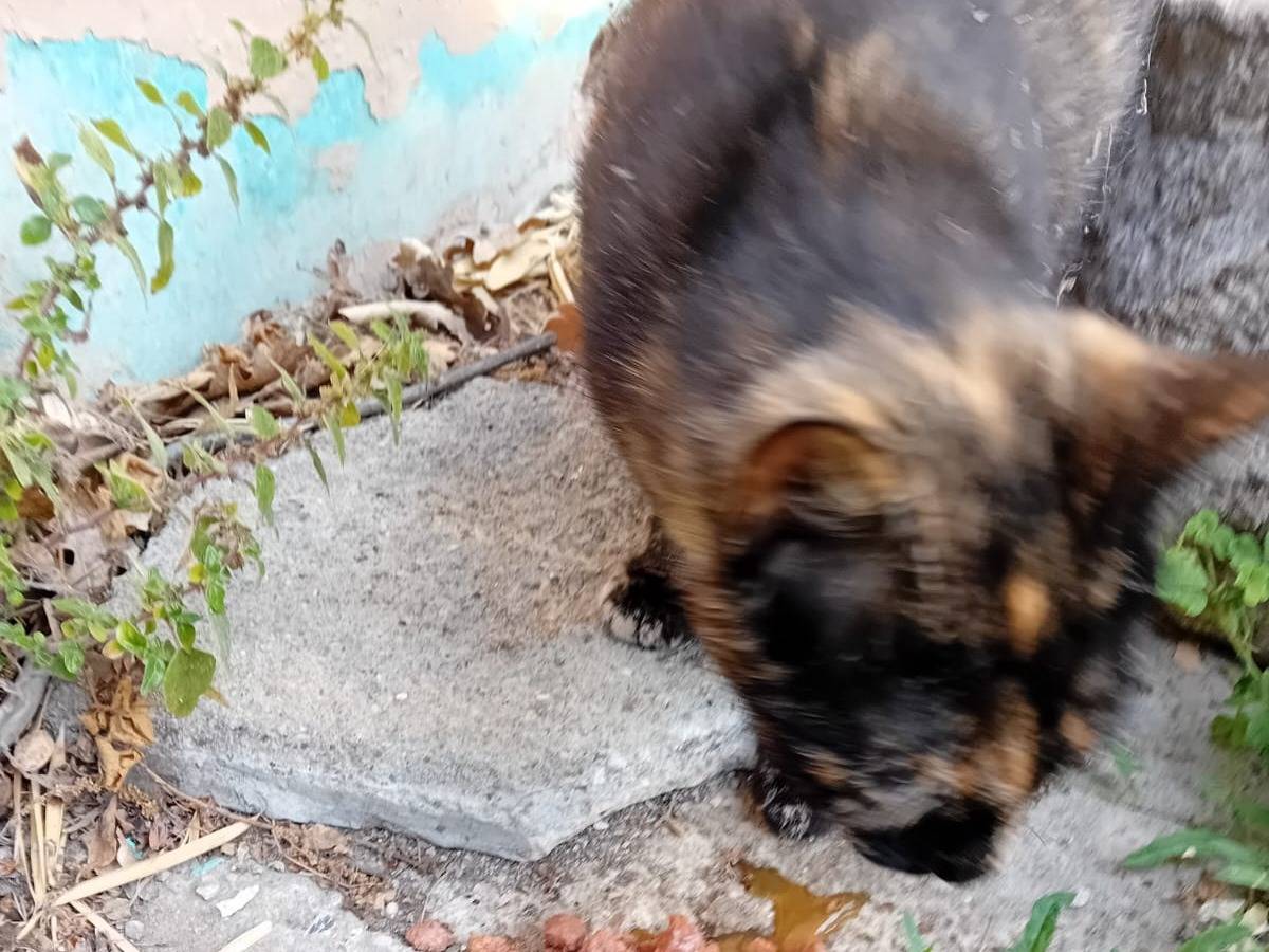 Adotta un gatto, taglia non valida, femmina, Viterbo