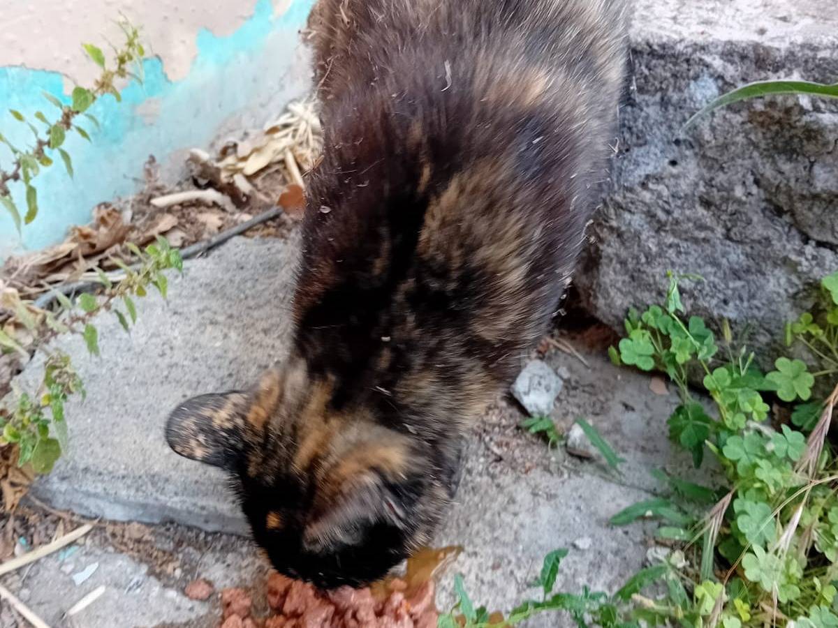 Vuoi adottare un gatto a Viterbo?