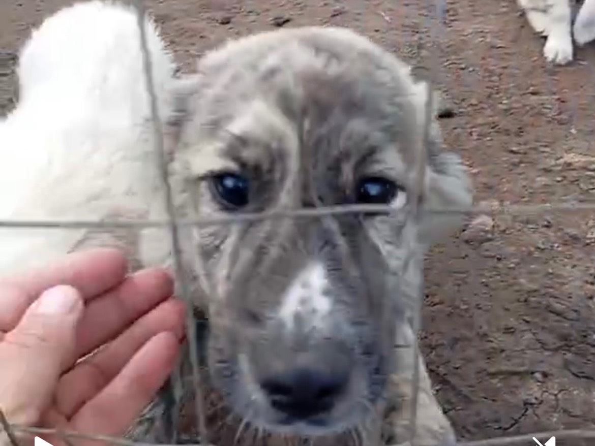 Adotta un cane, femmina, 8 mesi, Siracusa