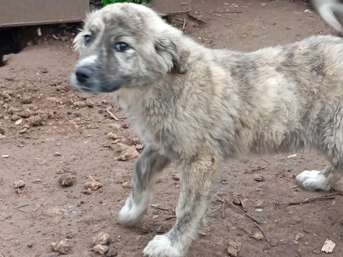 Adotta un cane, taglia grande, femmina, Siracusa