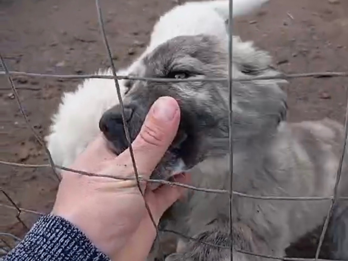 Vuoi adottare un cane a Siracusa?