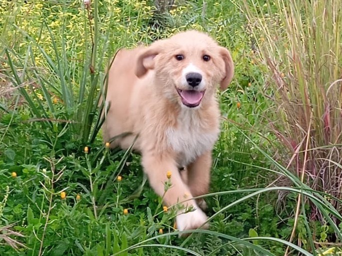 Adotta un cane, maschio, 7 mesi, Siracusa