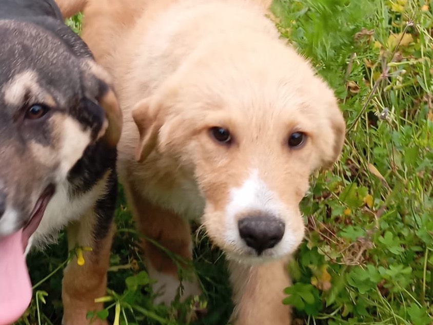 Adotta un cane, taglia grande, maschio, Siracusa