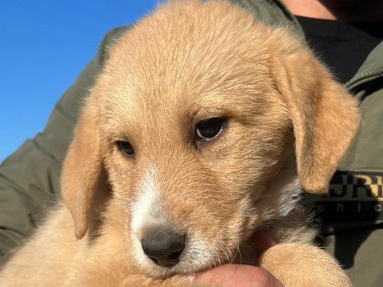 Vuoi adottare un cane a Siracusa?