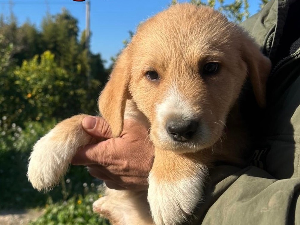 Adotta il cane Teo a Siracusa