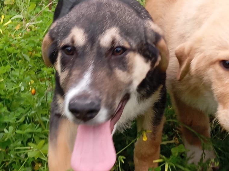 Adozione cane, maschio, Razza sconosciuta Razza sconosciuta, 3 mesi, taglia grande, Siracusa