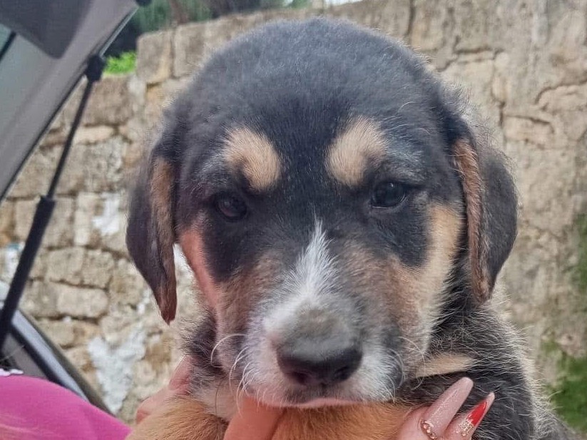 Adotta un cane, maschio, 4 mesi, Siracusa