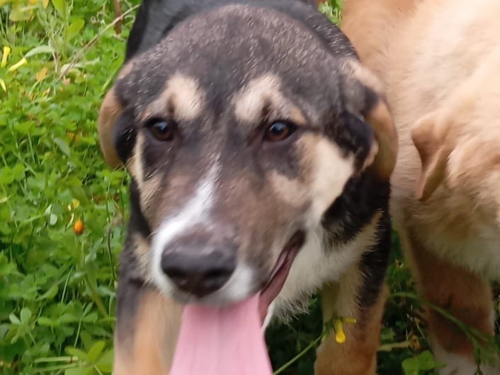 Adotta un cane, taglia grande, maschio, Siracusa