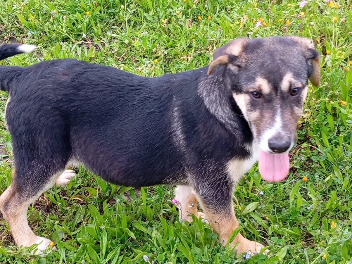 Adotta il cane Zigghy  a Siracusa