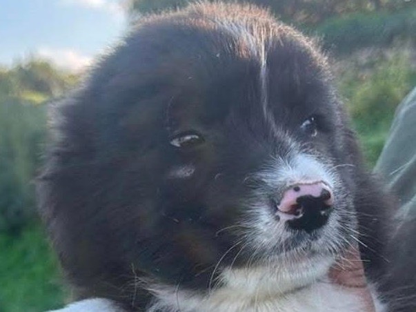 Adozione cane, maschio, Razza sconosciuta Razza sconosciuta, 9 mesi, taglia grande, Siracusa