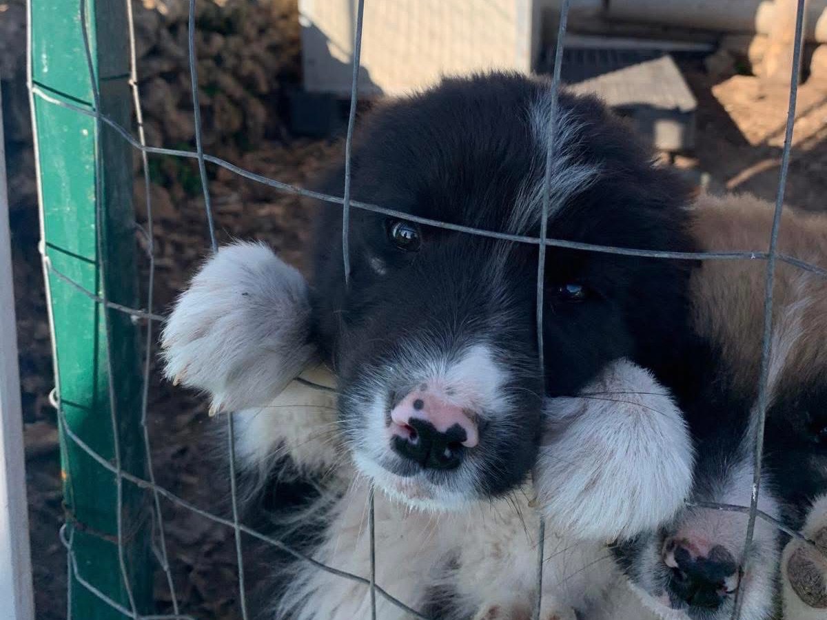 Adotta un cane, taglia grande, maschio, Siracusa
