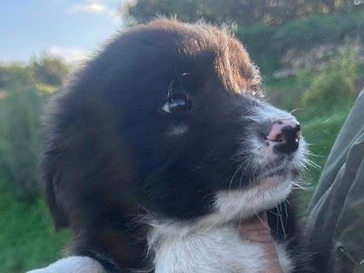 Adotta il cane Zac a Siracusa