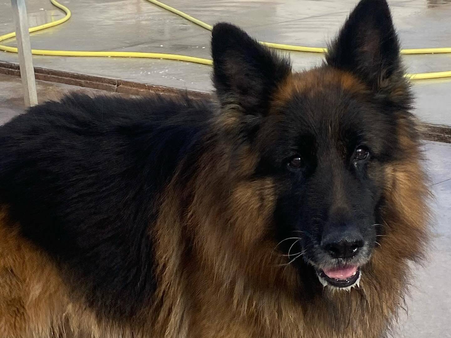 Foto dell'animale