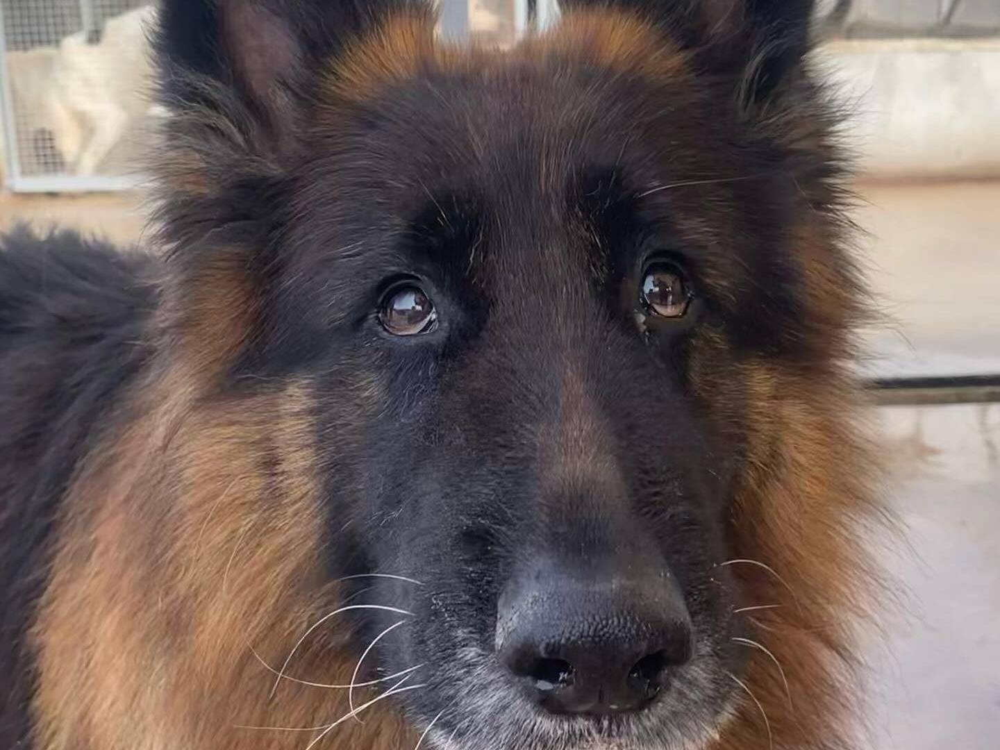 Adotta un cane, maschio, 9 anni  e 3 mesi , Latina