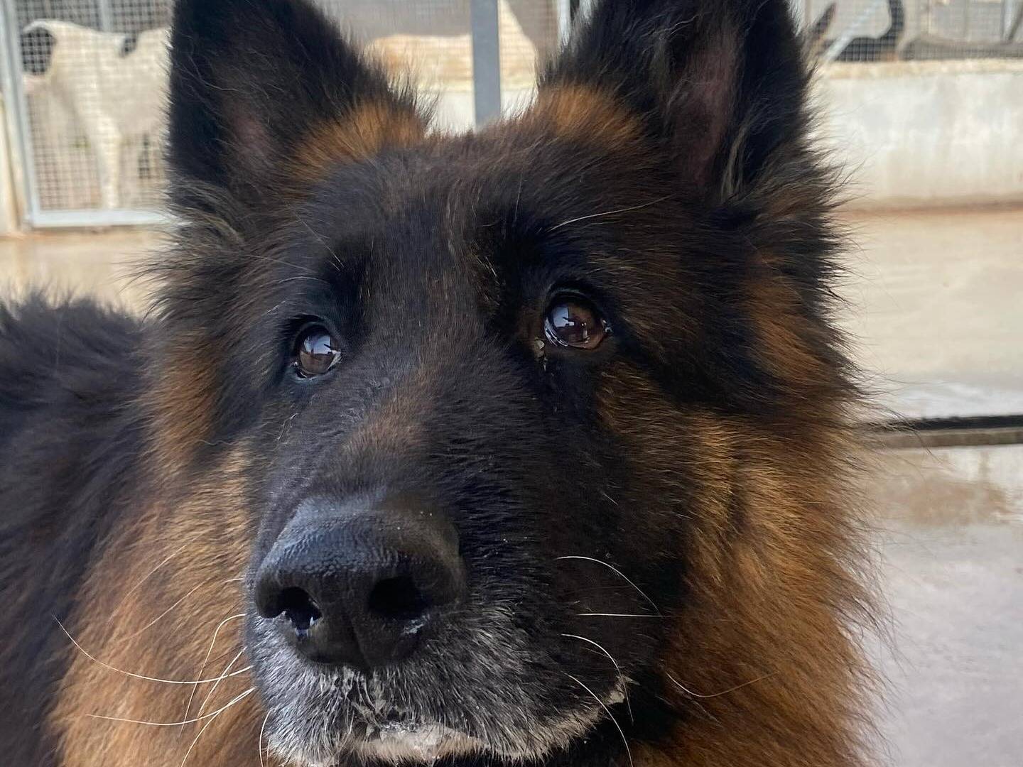 Adotta un cane, taglia grande, maschio, Latina