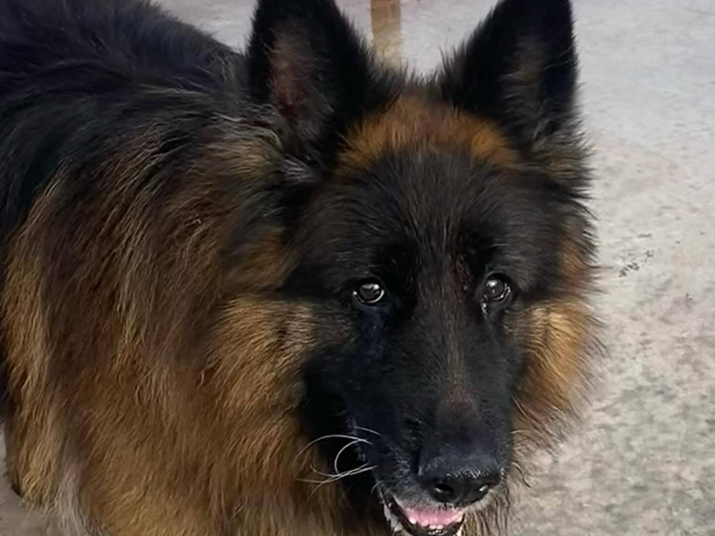 Vuoi adottare un cane a Latina?